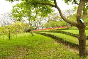 paisagem belas árvores e muitas flores em chathuchack bangkok tailândia foto