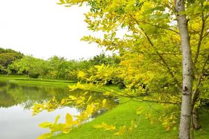 paisagem belas árvores e muitas flores em chathuchack bangkok tailândia foto