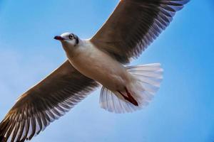 as gaivotas voando. gaivotas migraram para a Tailândia no inverno. foto