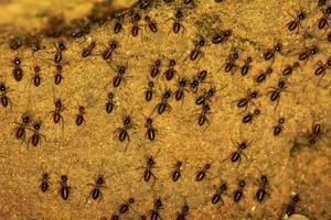 migratório de formigas negras foto