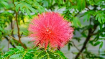 calliandra hematocephala em um fundo de natureza. foto