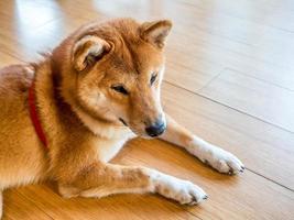 lindo cachorro shiba no chão foto