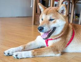 lindo cachorro shiba no chão foto