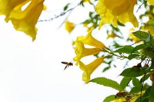 abelhas em cascabela thevetia foto