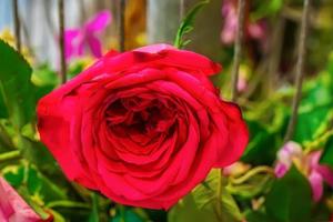 rosa em muitas cores e linda no jardim. foto
