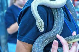 cobra é animal de estimação foto