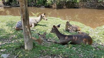 veados dormindo na grama foto