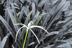 crinum asiaticum ou lírio crinum gigante em um fundo preto e branco da natureza. foto