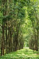 plantação de seringueiras. foto