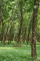 plantação de seringueiras. foto