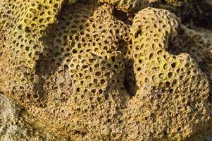 fundo de close-up de coral. as rochas na praia são tiradas de perto foto