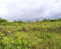 céu sombrio com paisagem verde foto