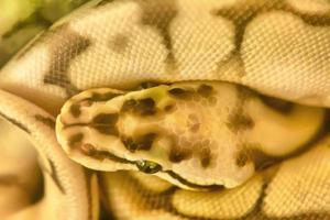python birmanês está enrolado. seu animal de estimação manso. foto