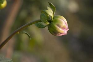 lindos botões de flores naturais com fundo desfocado foto