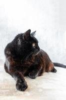 closeup gato preto e marrom com retrato de olhos amarelos sobre fundo claro