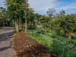 uma estrada de aldeia tranquila com esquerda e direita na forma de plantas verdes foto