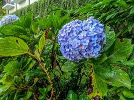 as plantas de flores hortensia que estão em flor são azuis claras, folhas verdes largas com bordas irregulares foto