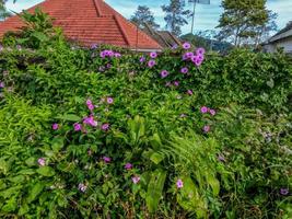 plantas de flores plantadas em terrenos baldios ao lado da estrada, usadas para decorar as ruas da vila foto