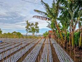 o uso de camadas de plástico para cobrir terras agrícolas evita o crescimento de pragas indesejadas foto