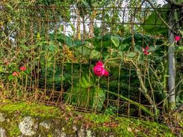 plantas de flores rosas que estão florescendo em vermelho estão crescendo selvagens no quintal de uma casa ligeiramente negligenciada foto