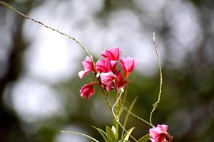 lindas flores cor de rosa e sua planta foto