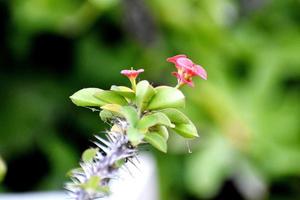 planta com flores e bando de linda flor rosa foto
