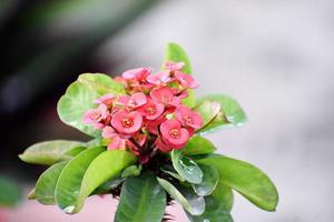 planta com flores e bando de linda flor rosa foto