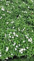 flor branca com foto natural de arbusto de planta de folha verde
