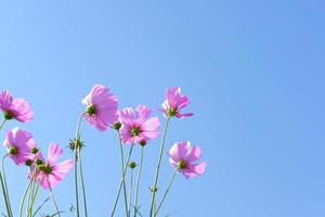 flores rosa cosmos no jardim. atrás do lindo céu azul foto