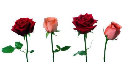 rosas vermelhas e cor de rosa em um fundo branco foto