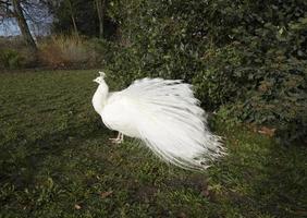 lindo pavão de penas brancas na grama verde de inverno, grande pássaro selvagem andando orgulhosamente na imagem de fundo natural do parque, criatura selvagem com penas manchadas de olhos foto