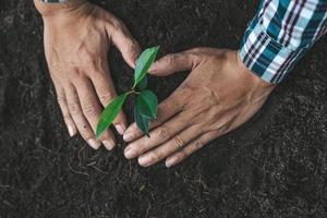 um homem está plantando mudas de árvores no solo de uma floresta tropical, plantando uma árvore substituta para reduzir o aquecimento global. o conceito de salvar o mundo e reduzir o aquecimento global. foto