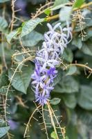 petrea volubilis ou coroa roxa em um fundo de natureza. foto