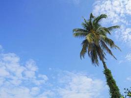 coqueiro tem céu e nuvens como um belo fundo foto