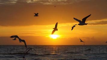belo pôr do sol da noite com bandos de pássaros voando ao redor. foto