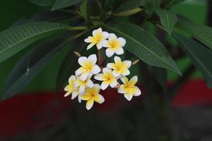 flores de plumeria brancas florescendo foto