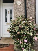 rosa roxo planta flores verão folha janela casa foto