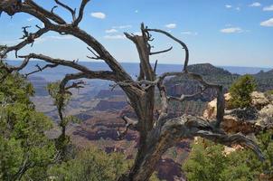 borda norte do Grand Canyon foto