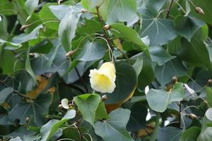 flor amarela chamativa da árvore portia florescendo no galho e desfocar o fundo das folhas verdes escuras, tailândia. outro nome é árvore de tulipa indiana, pau-rosa do pacífico, mahoe à beira-mar, milo e maçã de aden. foto