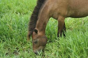 cavalo marrom está comendo grama verde em terra no campo. foto