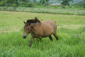 Um cavalo pulando uma cerca em um prado