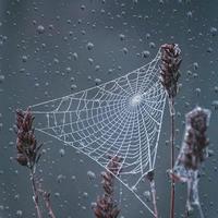 teia de aranha e pingos de chuva na temporada de outono foto