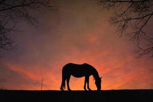 silhueta de cavalo com um belo fundo por do sol foto