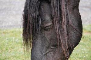 retrato de cavalo preto, temas de animais foto