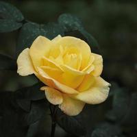 flor de rosa amarela romântica para dia dos namorados foto