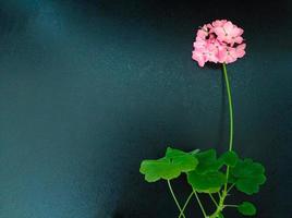 flor de gerânio rosa com folhas foto