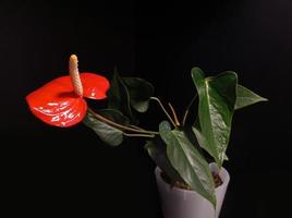 planta em casa antúrio com uma flor vermelha foto