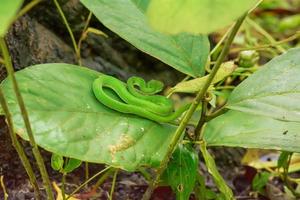 víbora verde foto