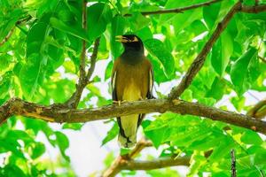 myna no galho foto