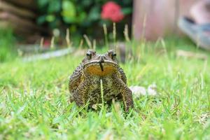 sapo na grama foto